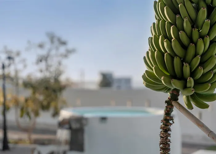 Oasis Samuel * Гарачико